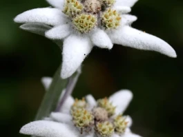 Edelweiss: Its True Meaning, the Iconic Song, and Its Enduring Legacy