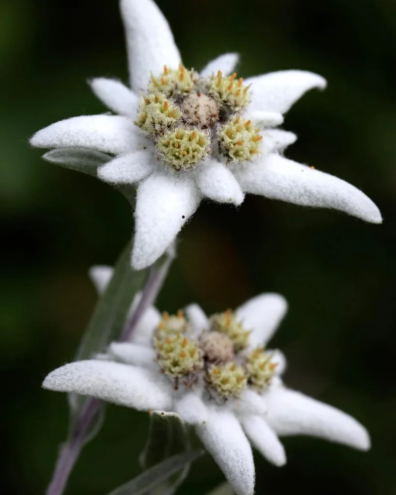 Edelweiss: Its True Meaning, the Iconic Song, and Its Enduring Legacy